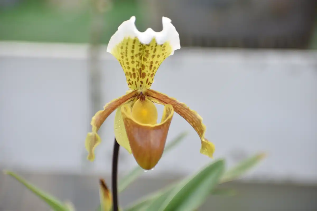 Orchid farm Experience